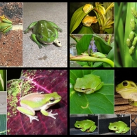 FROG COLLAGE