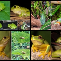 FROG COLLAGE