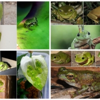 FROG COLLAGE