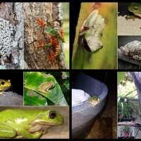 FROG COLLAGE