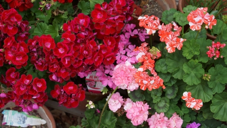 Geranium - 3840x2160, 4k, flower, flowers, geranium, pelargonium, pink, red, white, zeraniumu