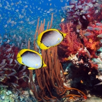 Coral reef and tropcal fish