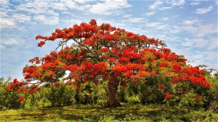 Flamboyant Tree