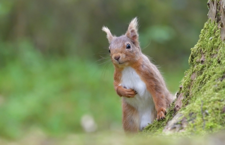 Uh-huh It Wasn't Me - Cute, Hiding, Peeking, Tree, Forest, White, Guilt, Grass, Ears Pointed, Green, Moss, Background, Squirrel, Brown