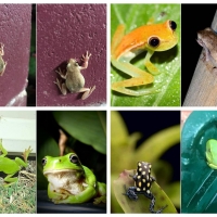 FROG COLLAGE