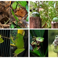 FROG COLLAGE