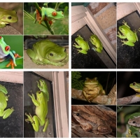 FROG COLLAGE