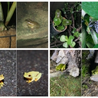 FROG COLLAGE