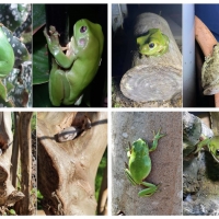 FROG COLLAGE