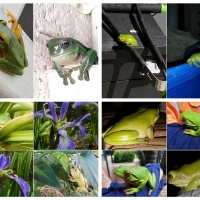 FROG COLLAGE