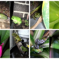 FROG COLLAGE