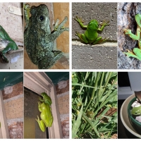 FROG COLLAGE