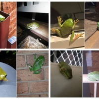 FROG COLLAGE