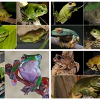 FROG COLLAGE