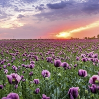 Poppy Field