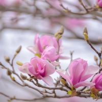 Pink magnolia tree