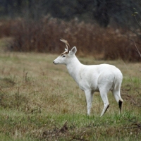 White Deer in Seneca County, NY