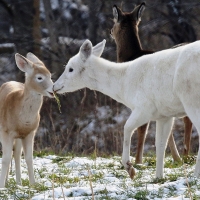 Seneca Deer Haven Park in Seneca, NY