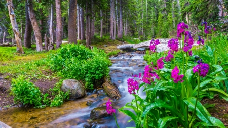 Forest stream - river, brook, beautiful, park, summer, wildflowers, trees, forest, stream