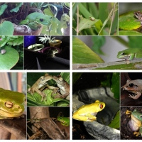 FROG COLLAGE