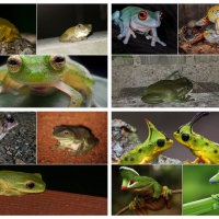 FROG COLLAGE