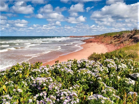 Prince Edward island - flowers, island, sea coast, Canada