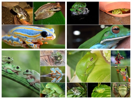 FROG COLLAGE
