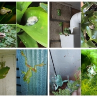 FROG COLLAGE