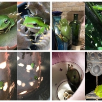 FROG COLLAGE