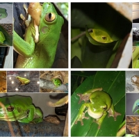 FROG COLLAGE