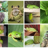 FROG COLLAGE