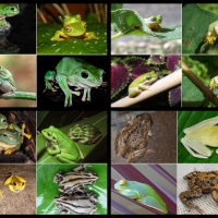 FROG COLLAGE