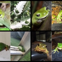 FROG COLLAGE