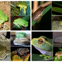 FROG COLLAGE