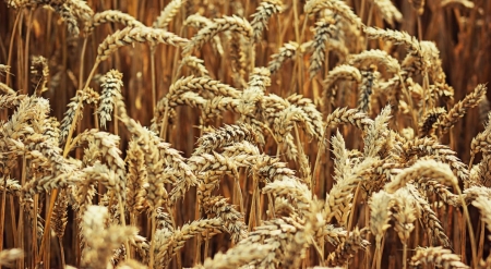 Wheat - wallpaper, summer, nature, wheat