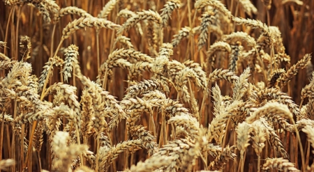 Wheat - wheat, nature, summer, wallpaper