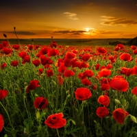 Poppy field at sunset