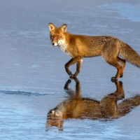 Red Fox on Ice
