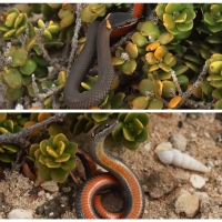 SNAKE COLLAGE