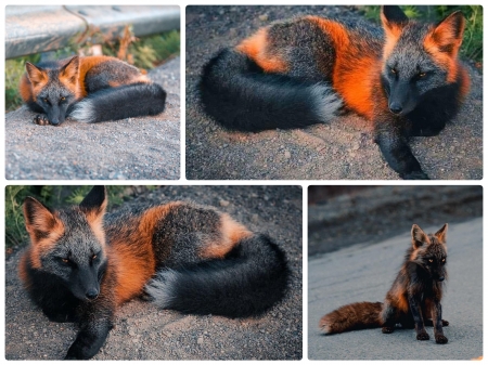 BEAUTIFUL FOX - IMAGE, BEAUTIFUL, NATURE, FOX