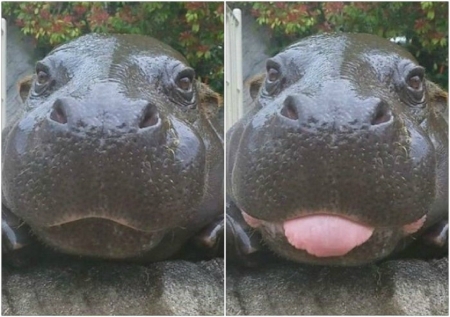 CHEEKY LITTLE ONE FOR YOU DERICK...''Gibsonfan'' - animal, cheeky, hippo, little