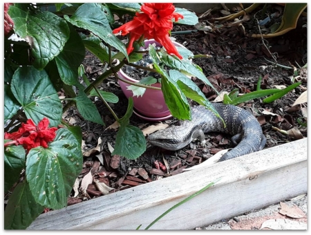 BLUE TONGUED LIZARD - PRETTY, NATURE, LIZARD, IMAGE