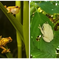 FROG COLLAGE