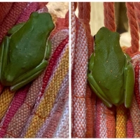 FROG COLLAGE