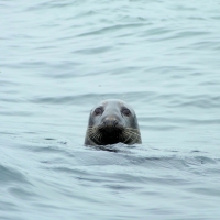 Adult Grey Seal in the North Sea