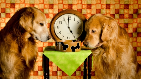 Countdown to Vittles Time - Patient, Cute, Looking, Checkered Background, Checkered, Cherry Wood, Waiting, Bowl, Dogs, Praying, Clock, Table, Beautiful, Bones on Bowl, 2 Golden Retrievers, Second Hand, Five seconds, Hoping, Green Cloth, Pure Breeds