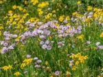 Mountain Asters