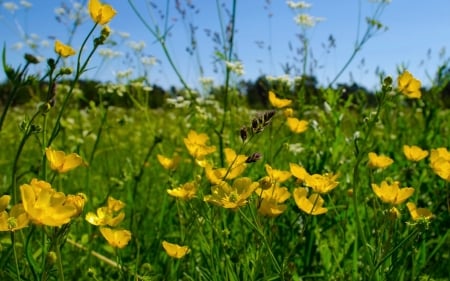 Buttercups - flowers, buttercups, meadow, yellow