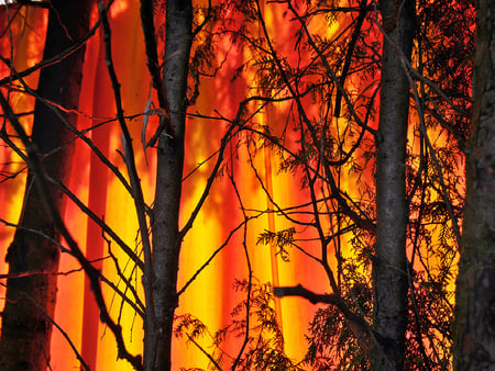 Forest fire - forest fire, burning, trees, red, orange