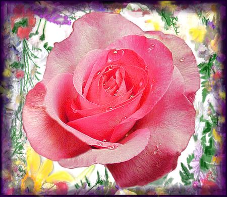 Rose - pink, rose, abstract